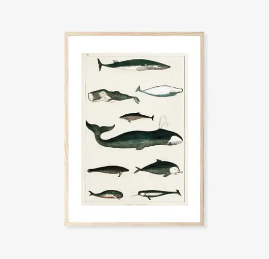 PLAKAT WIELORYBY plakat z wielorybami morski Bestseller