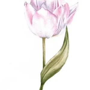 Oferta limitowana "Delikatny różowy tulipan" 20*30 cm/ akwarela