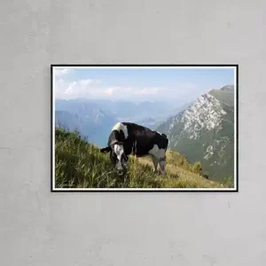 Krowa na Monte Baldo, Włochy 2017 Tani