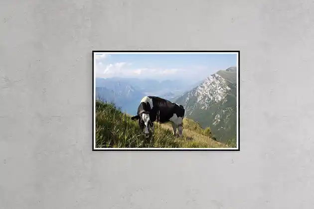 Krowa na Monte Baldo, Włochy 2017 Tani