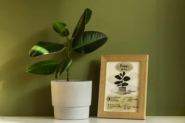 Wybór klientów Instrukcja roślinna FICUS Elastica (figowiec)