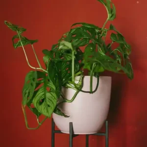 DONICZKA/OSŁONKA BIAŁA, CZARNA 19 cm Oferta limitowana