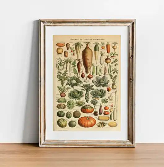 PLAKAT warzywa, vintage ilustracja do kuchni Najlepsza cena