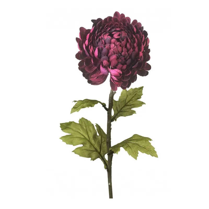 Chryzantema dekoracyjna Dark Purple Bonami Tani
